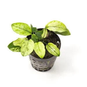 Anubias Nana Pinto
