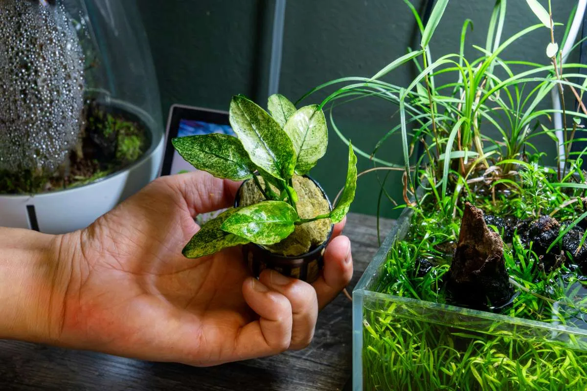 Anubias Nana Pinto - Image 2
