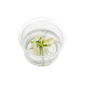 Anubias Nana Pinto Tissue Culture