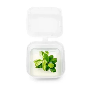 Anubias Nana Snow White Tissue Culture