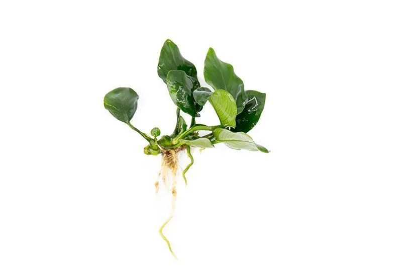 Anubias Nana Thick Leaf - Image 2