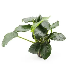 Anubias Nana Thick Leaf