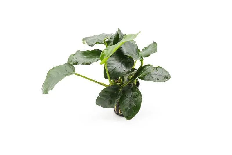 Anubias Nana Thick Leaf
