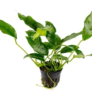 Anubias Short and Sharp