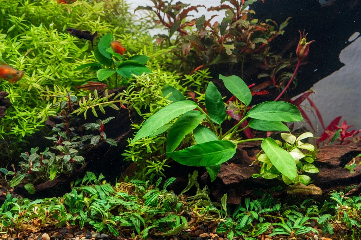 Anubias Short and Sharp - Image 2