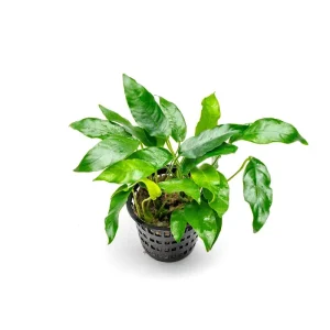 Anubias Short and Sharp Mother Pot