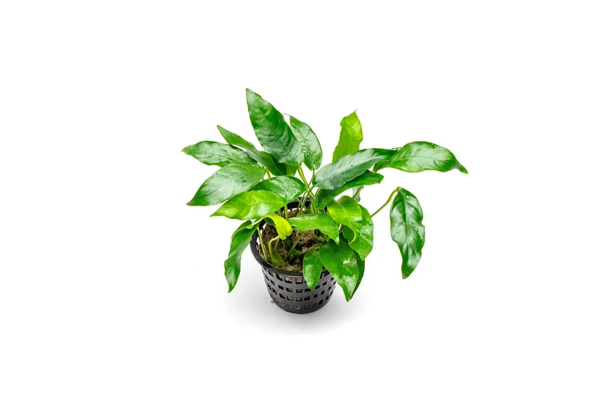 Anubias Short and Sharp Mother Pot