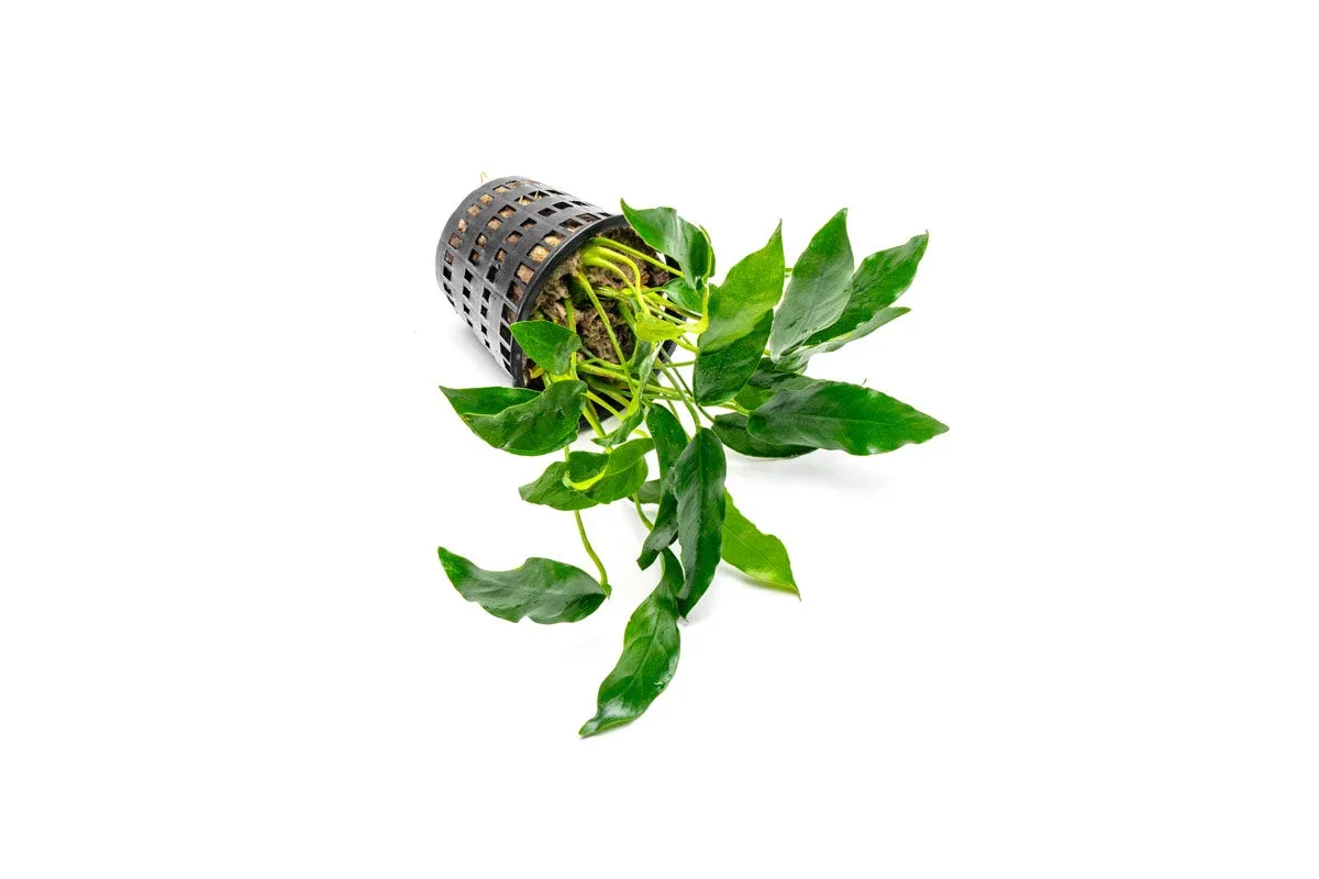 Anubias Short and Sharp Mother Pot - Image 2