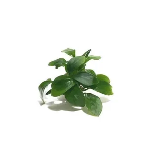 Anubias Spear Leaf