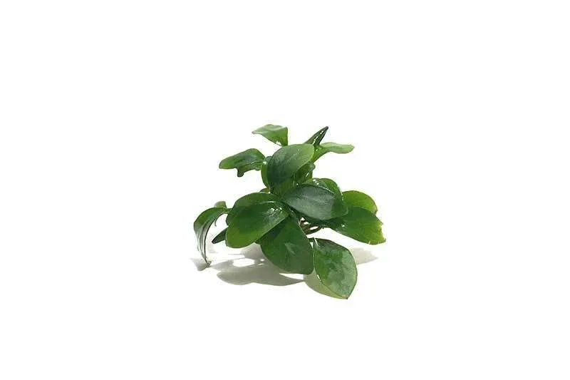 Anubias Spear Leaf