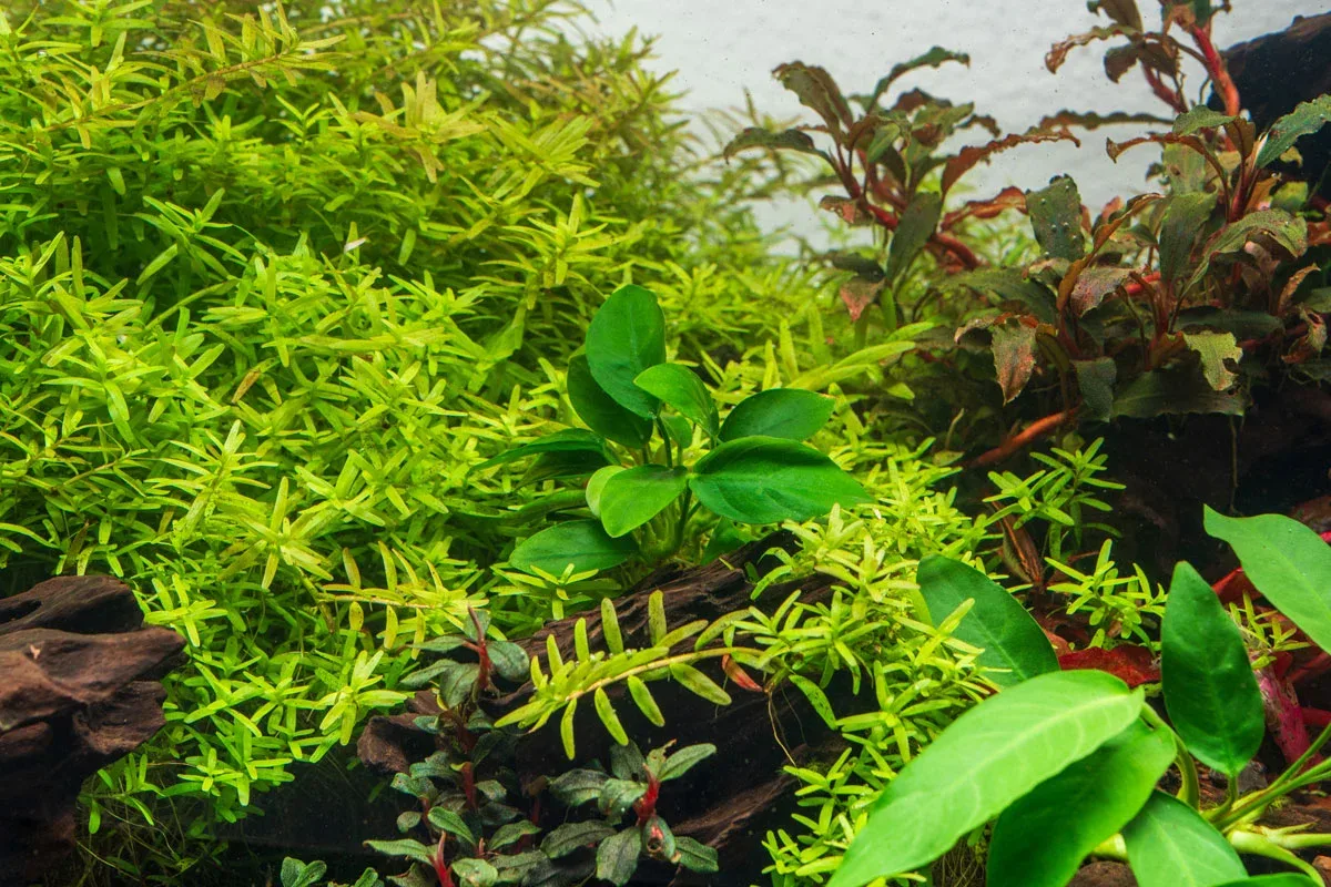 Anubias Spear Leaf - Image 2