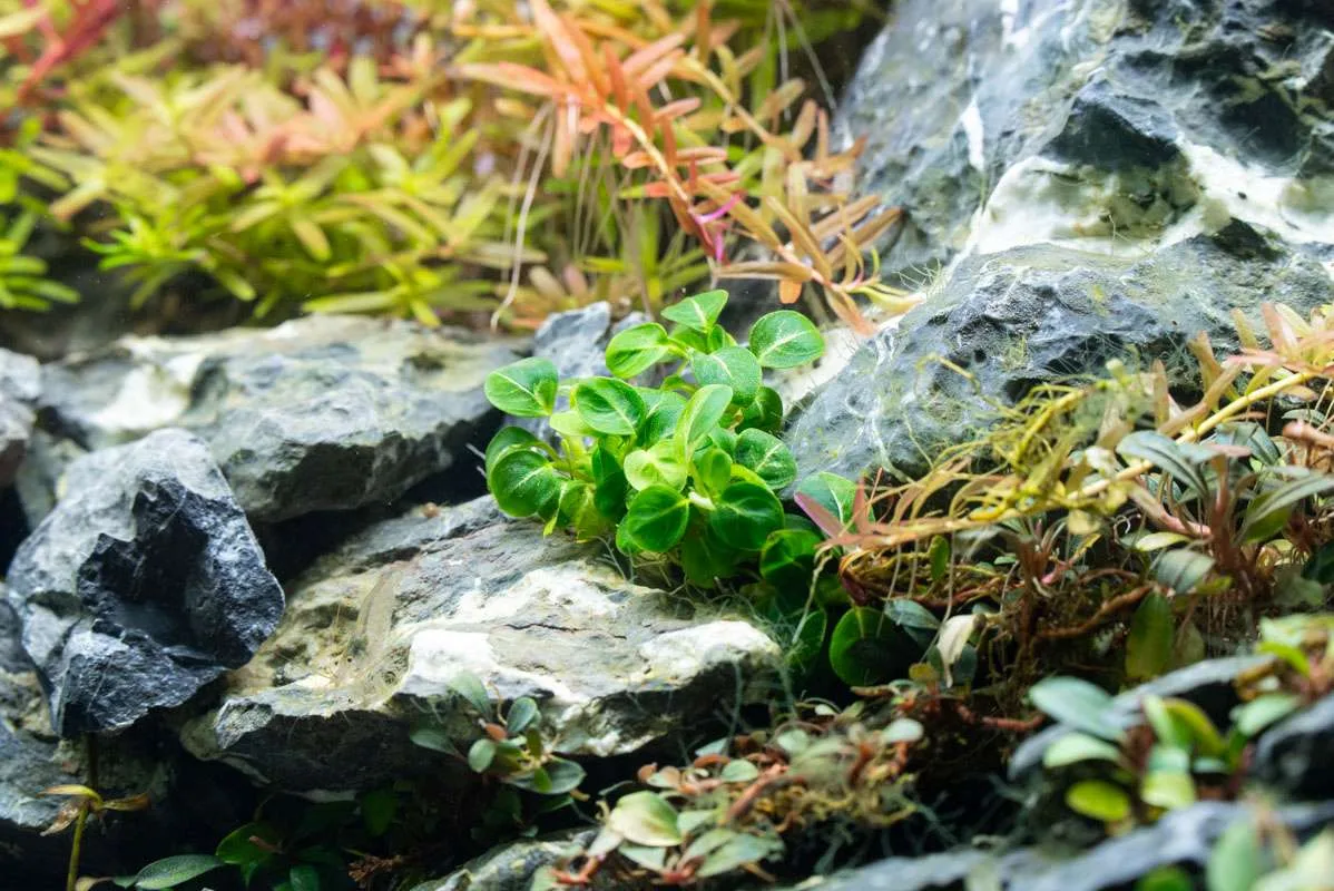 Anubias Stardust Mini - Image 2