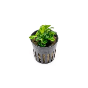 Anubias Stardust Mini