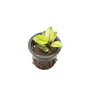 Anubias White Broad Leaf