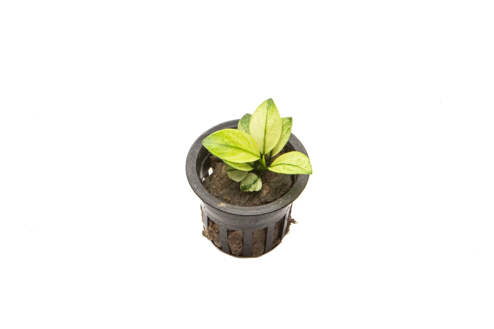 Anubias White Broad Leaf