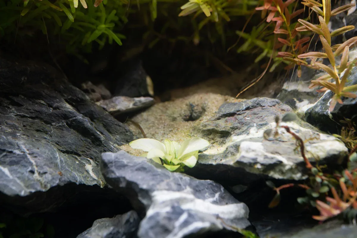 Anubias White Broad Leaf - Image 2