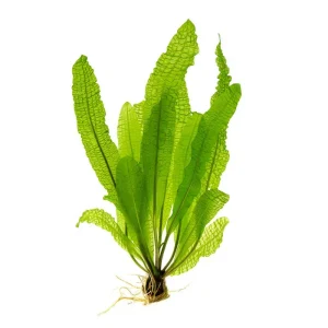 Aponogeton Boivinianus