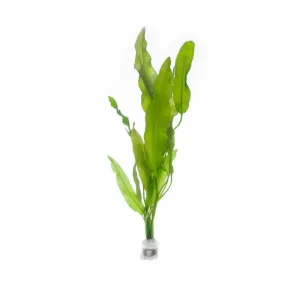 Aponogeton Crispus