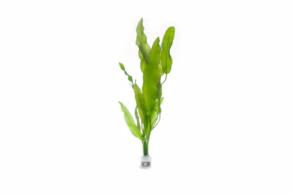 Aponogeton Crispus
