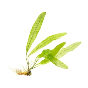 Aponogeton Henkelianus Bulb