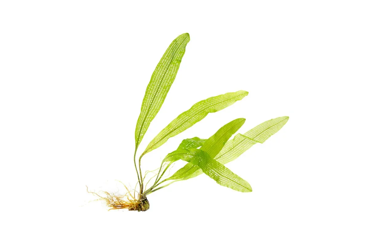 Aponogeton Henkelianus Bulb