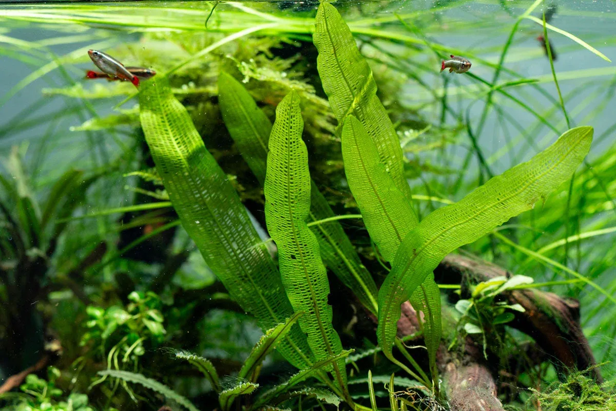 Aponogeton Henkelianus Bulb - Image 2