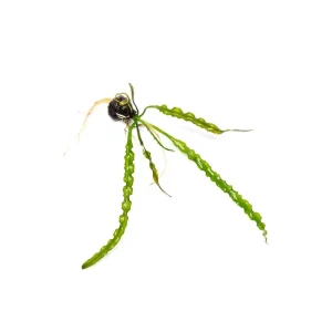 Aponogeton Longiplumulosus