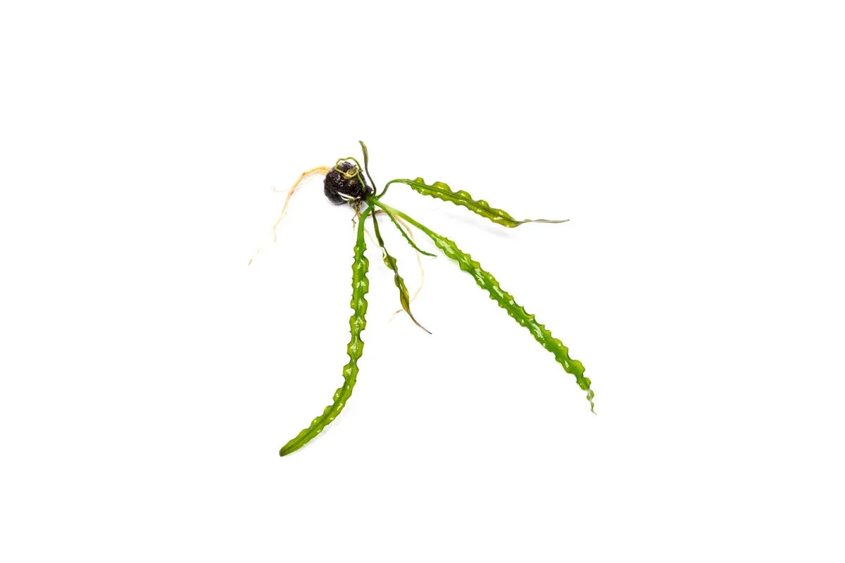 Aponogeton Longiplumulosus