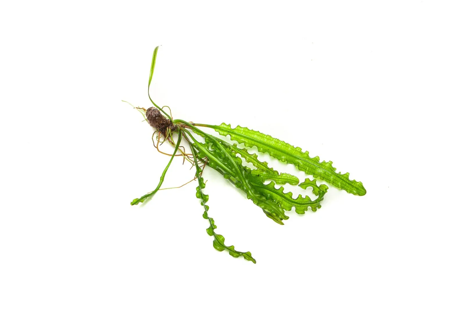 Aponogeton Longiplumulosus - Image 2