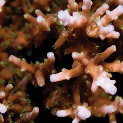 Aquacultured Australian Delicate Acropora Coral (Acropora sp.) - ORA