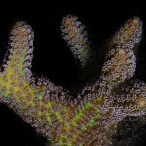 Aquacultured Bird of Paradise Coral (Seriatopora sp.) - ORA