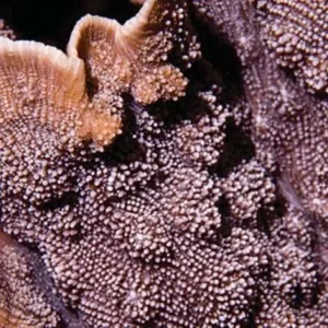 Aquacultured Blue Chalice Echinopora Coral (Echinopora sp.) - ORA