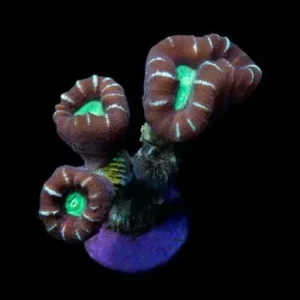 Aquacultured Candy Cane Coral (Caulastrea sp.) - ORA Chicago