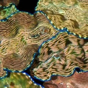 Aquacultured Derasa Clam - 6" (Tridacna Derasa) - ORA Chicago