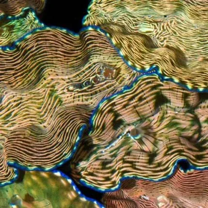 Aquacultured Derasa Clam - 6" (Tridacna Derasa) - ORA Chicago