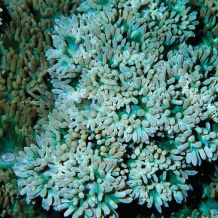 Aquacultured Duncanopsammia Coral (Duncanopsammia axifuga) - ORA Chicago