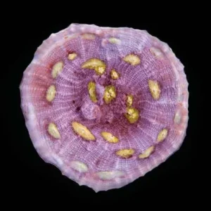 Aquacultured Easter Egg Chalice Coral (Oxypora sp.) - ORA