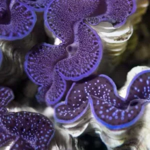 Aquacultured First Grade Maxima Clam - 1.5" (Tridacna maxima) - ORA