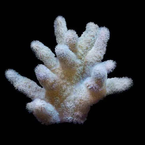 Aquacultured Fuzzy Lobo Lobophytum Coral (Lobophyton sp.) - ORA