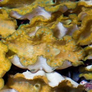 Aquacultured Gigas Clam - 2" (Tridacna gigas) - ORA