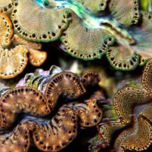 Aquacultured Gold Maxima Clam - 2" (Tridacna maxima) - ORA