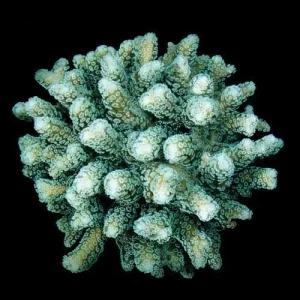 Aquacultured Green Birdsnest Coral (Seriatopora guttatus) - ORA Chicago