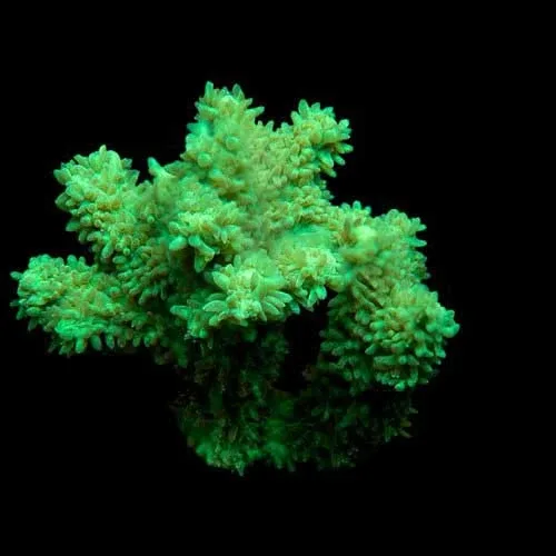 Aquacultured Green Hydnophora Coral (Hydnophora sp.) - ORA