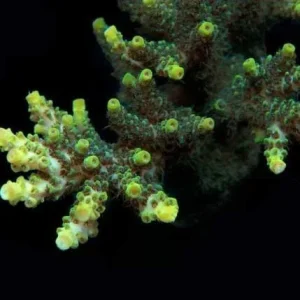 Aquacultured Green Planet Acropora Coral (Acropora sp.) - ORA