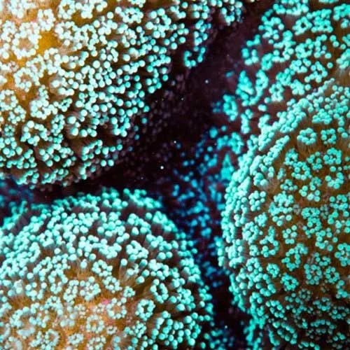 Aquacultured Green Stylophora Coral (Stylophora sp.) - ORA Chicago