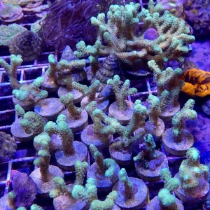 Aquacultured Green Stylophora - SAQ Coral Farm