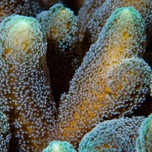 Aquacultured Green-tip Orange Birdsnest Coral (Seriatopora sp.) - ORA