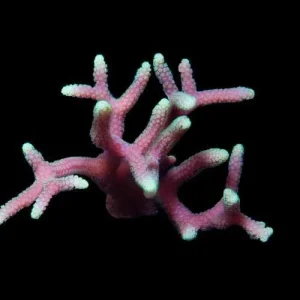 Aquacultured Green tip Pink Birdsnest Coral (Seriatopora sp.) - ORA Chicago