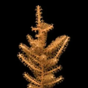 Aquacultured Grube's Gorgonian (Pinnigorgia flava) - ORA