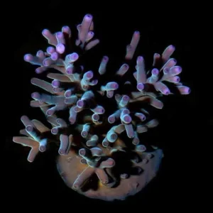 Aquacultured Hawkin's Blue Echinata Coral (Acropora sp.) - ORA